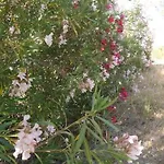 Tatil Evi Dipladenia Sassari