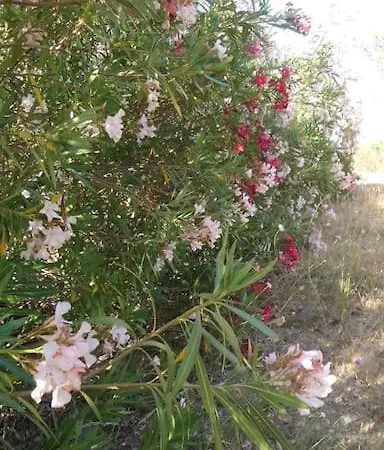 度假居 Dipladenia 萨萨里
